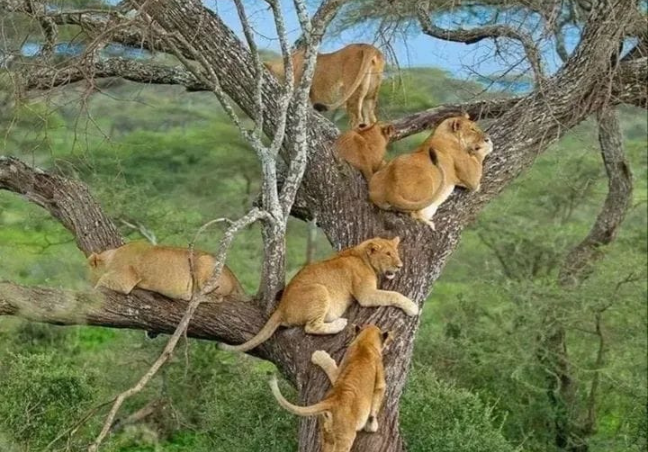 2 Days Tanzania Private Safari