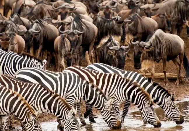 4 Days Tanzania Private Safari