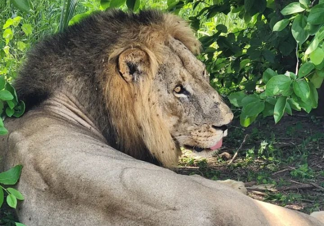 6 Days Tanzania Private Safari