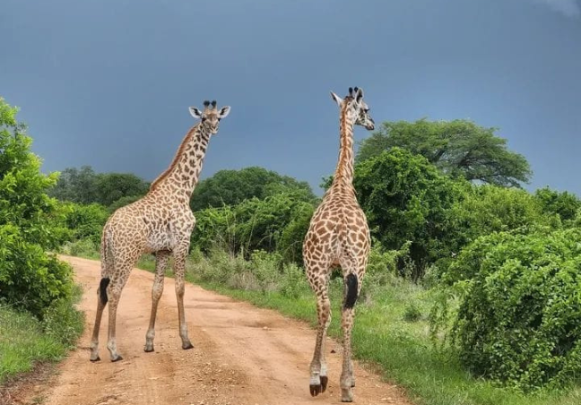 7 Days Tanzania Private Safari