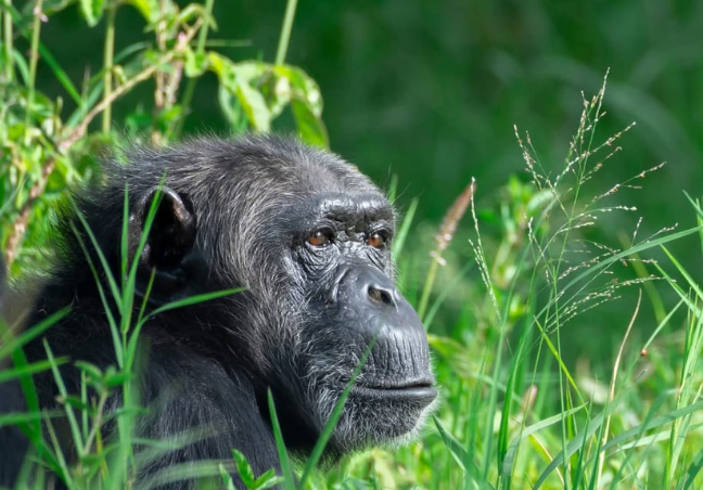 11 Days Explore Kenya Private Classic Safari