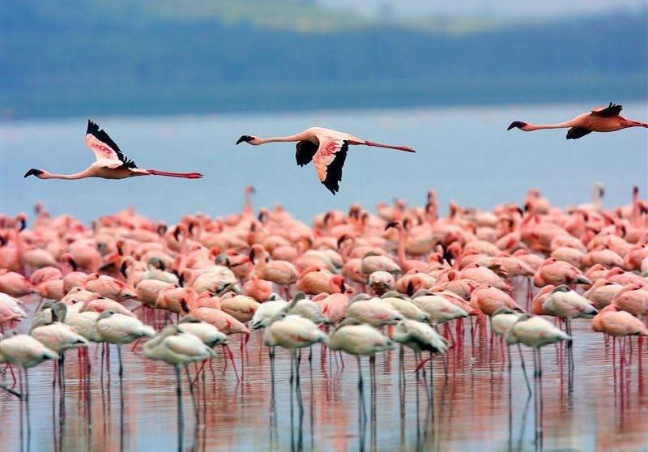 5 Days Private Safari Lake Nakuru & Maasai Mara