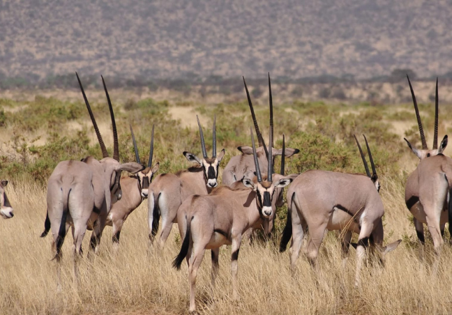 Samburu Budget Safari