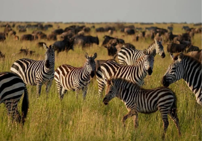 3 Days Tanzania Luxury Safari
