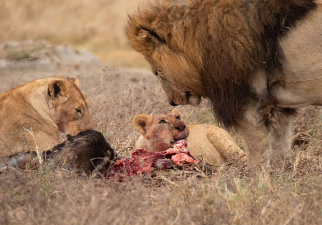 6 Days Tanzania Luxury Safari