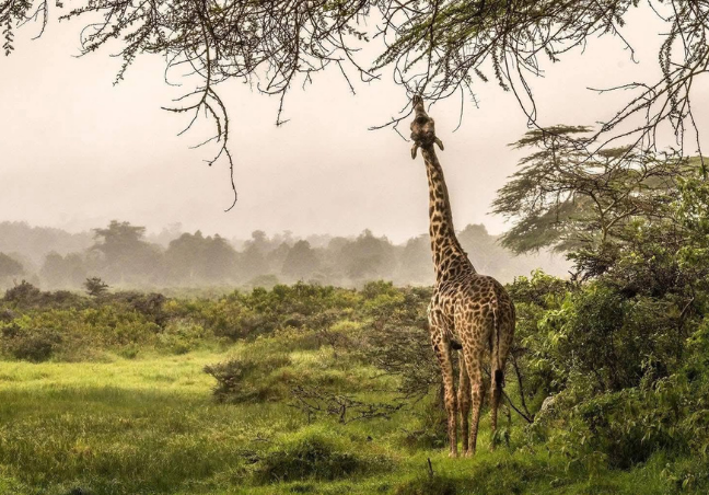 7 Days Tanzania Luxury Safari