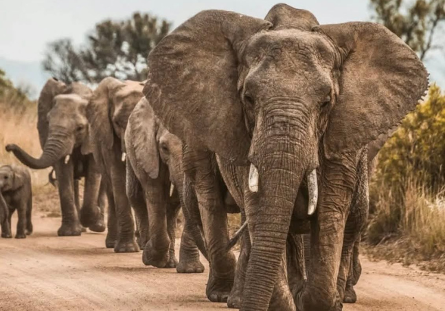 9 Days Tanzania Luxury Safari