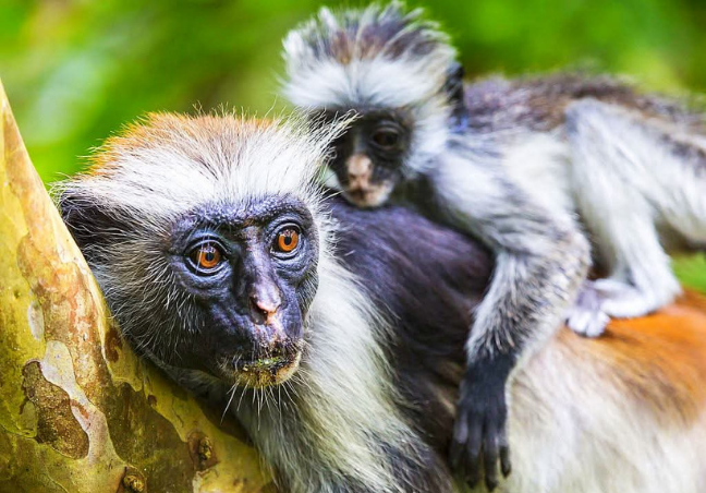 11 Days Tanzania Luxury Safari