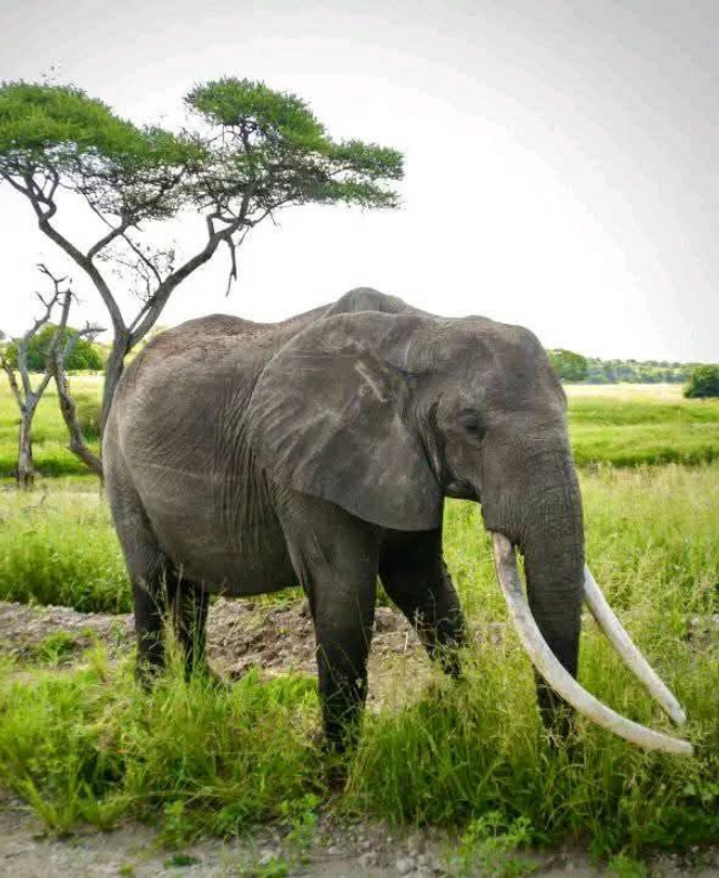 Destination Tanzania