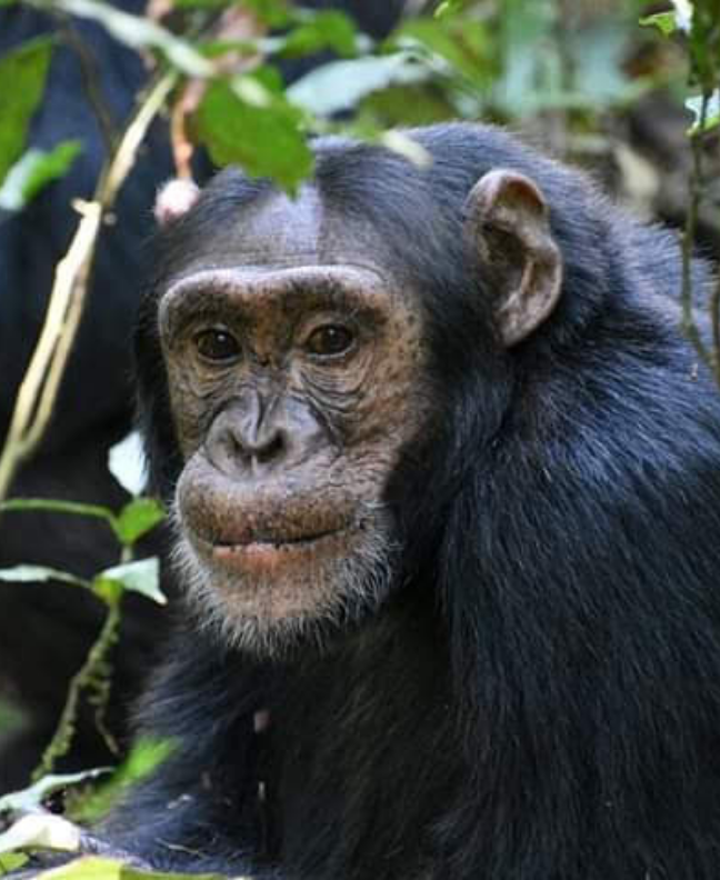 Destination Uganda